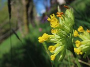 31 Primula veris (Primula odorosa)